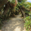 Kanamizaki Sotetsu Palm Tree Tunnel