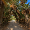Kanamizaki Sotetsu Palm Tree Tunnel
