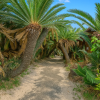 Kanamizaki Sotetsu Palm Tree Tunnel