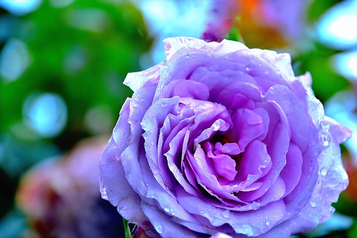 Kanoya Rose Garden
