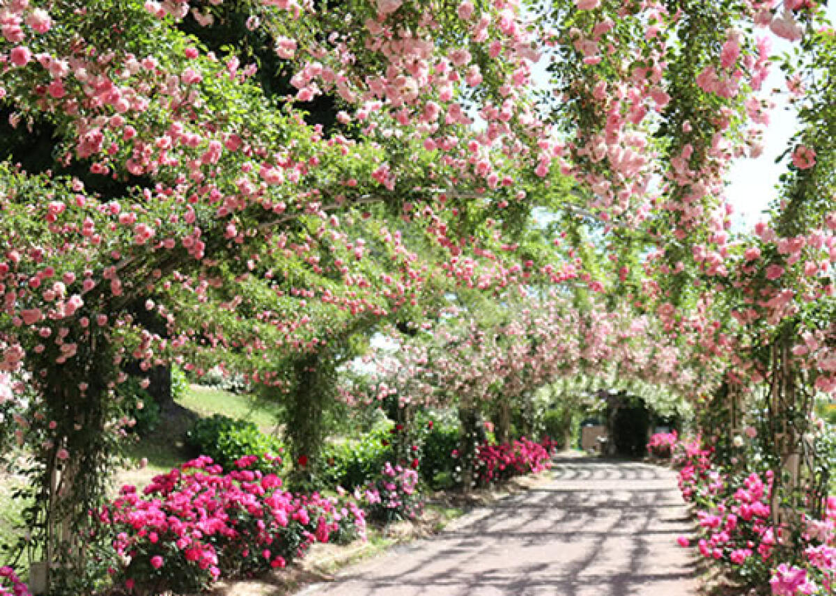 Kanoya Rose Garden