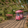 Kanoya Rose Garden