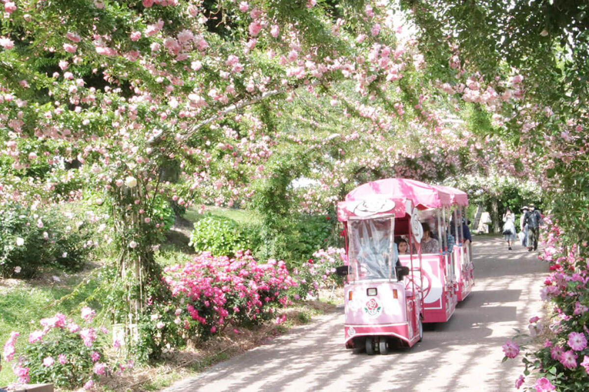 Kanoya Rose Garden