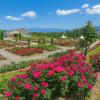 Kanoya Rose Garden