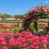 Kanoya Rose Garden
