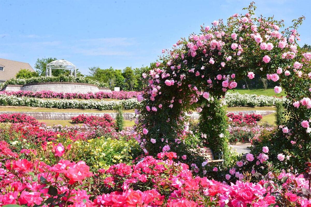 Kanoya Rose Garden