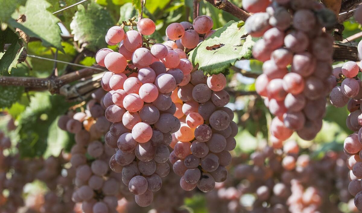 Katsunuma Wineries