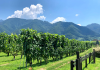 Katsunuma Wineries