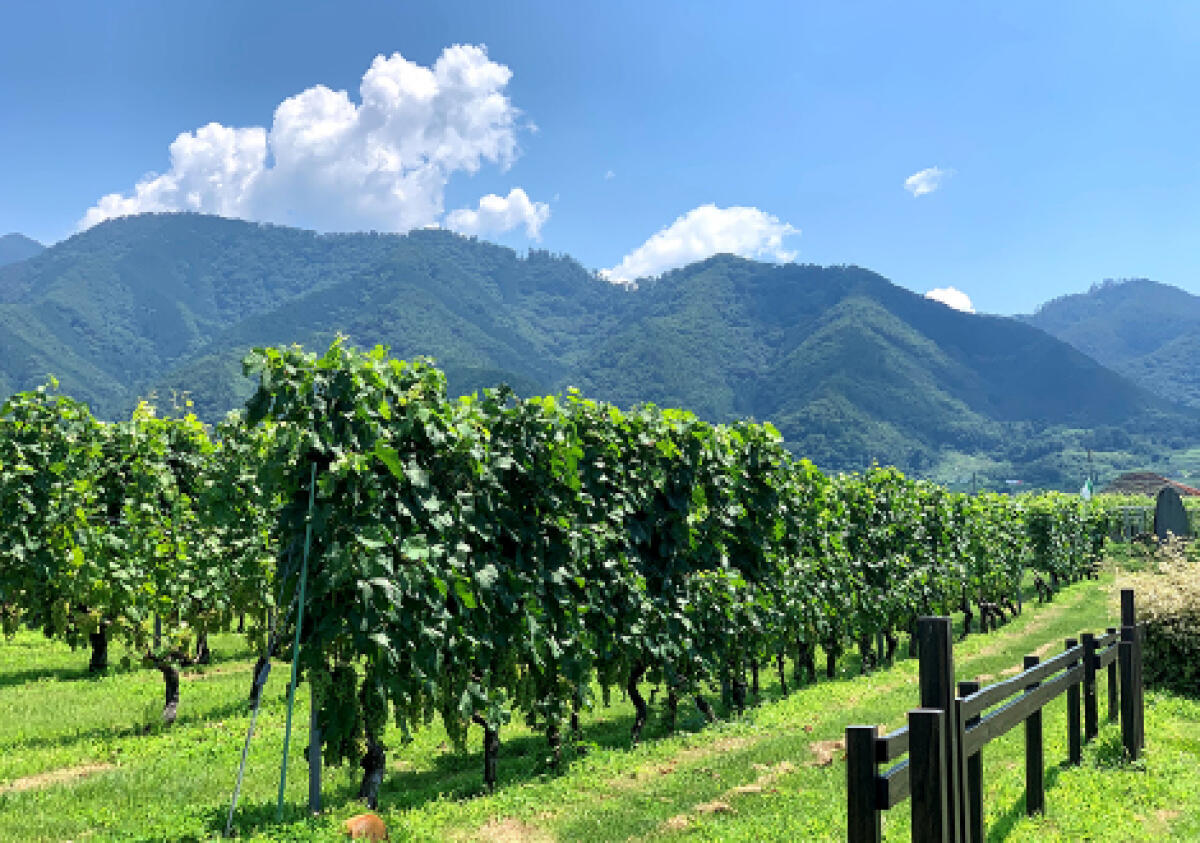 Katsunuma Wineries