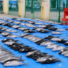 Katsuura fish market