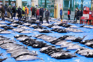 Katsuura fish market