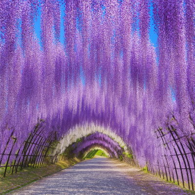 Kawachi Wisteria Garden