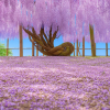 Kawachi Wisteria Garden