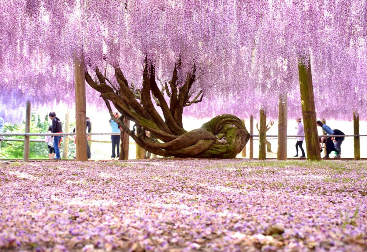 Kawachi Wisteria Garden