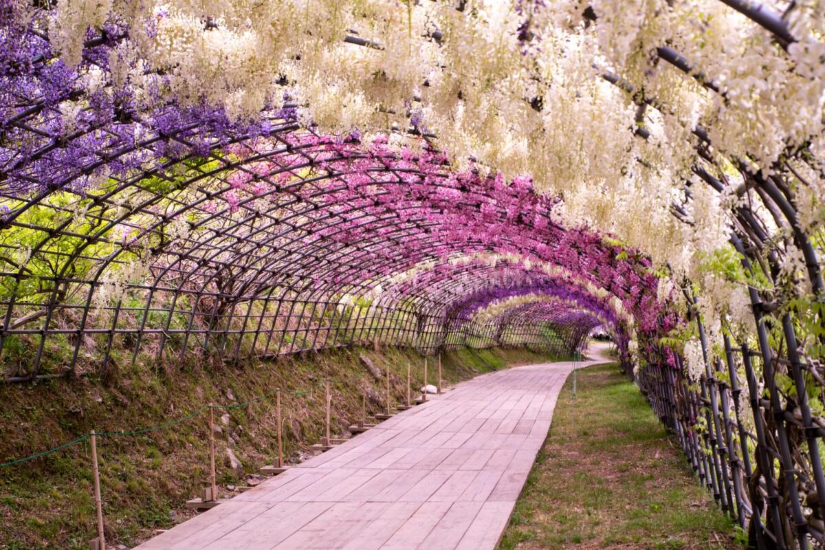 Kawachi Wisteria Garden