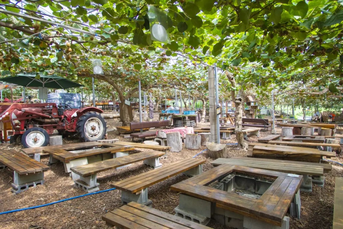 Kiwi Fruits Country