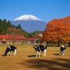 Koiwai Farm