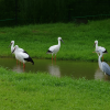 Konotori no Sato Park