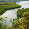 Mangrove Forest
