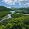 Mangrove Forest