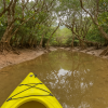 Mangrove Forest
