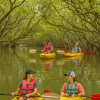 Mangrove Forest