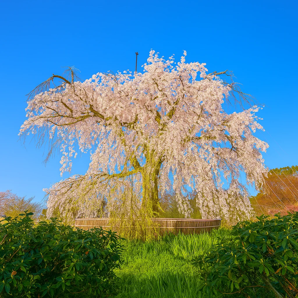 Maruyama Park