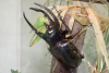 Minoh Park Insectarium