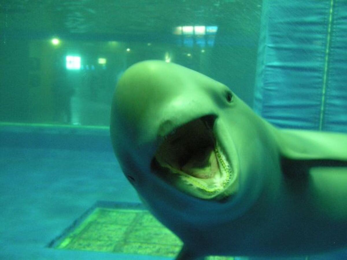 Miyajima Aquarium
