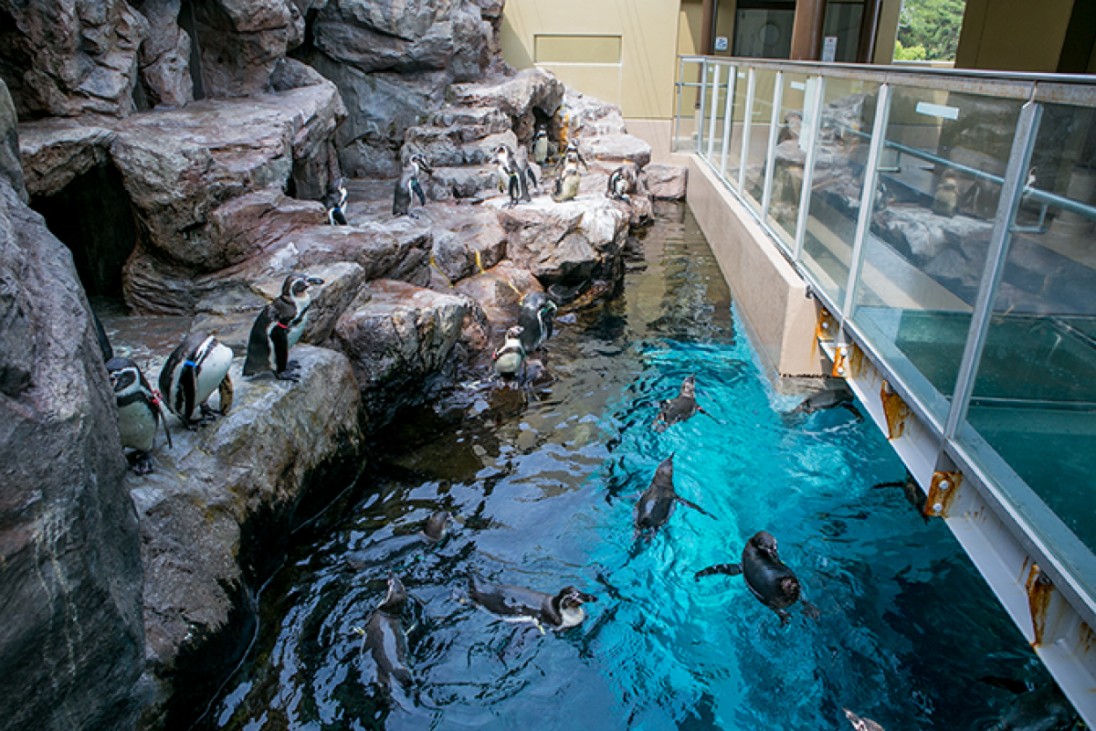 Miyajima Aquarium