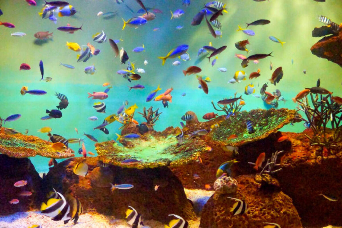 Miyajima Aquarium