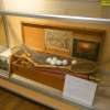 Museum of Tennis