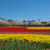Nabana no Sato