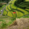 Nakayama Senmaida (Thousand Rice Terraces)