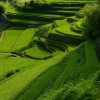Nakayama Senmaida (Thousand Rice Terraces)