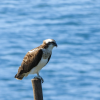 Nanko Bird Sanctuary