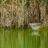 Nanko Bird Sanctuary
