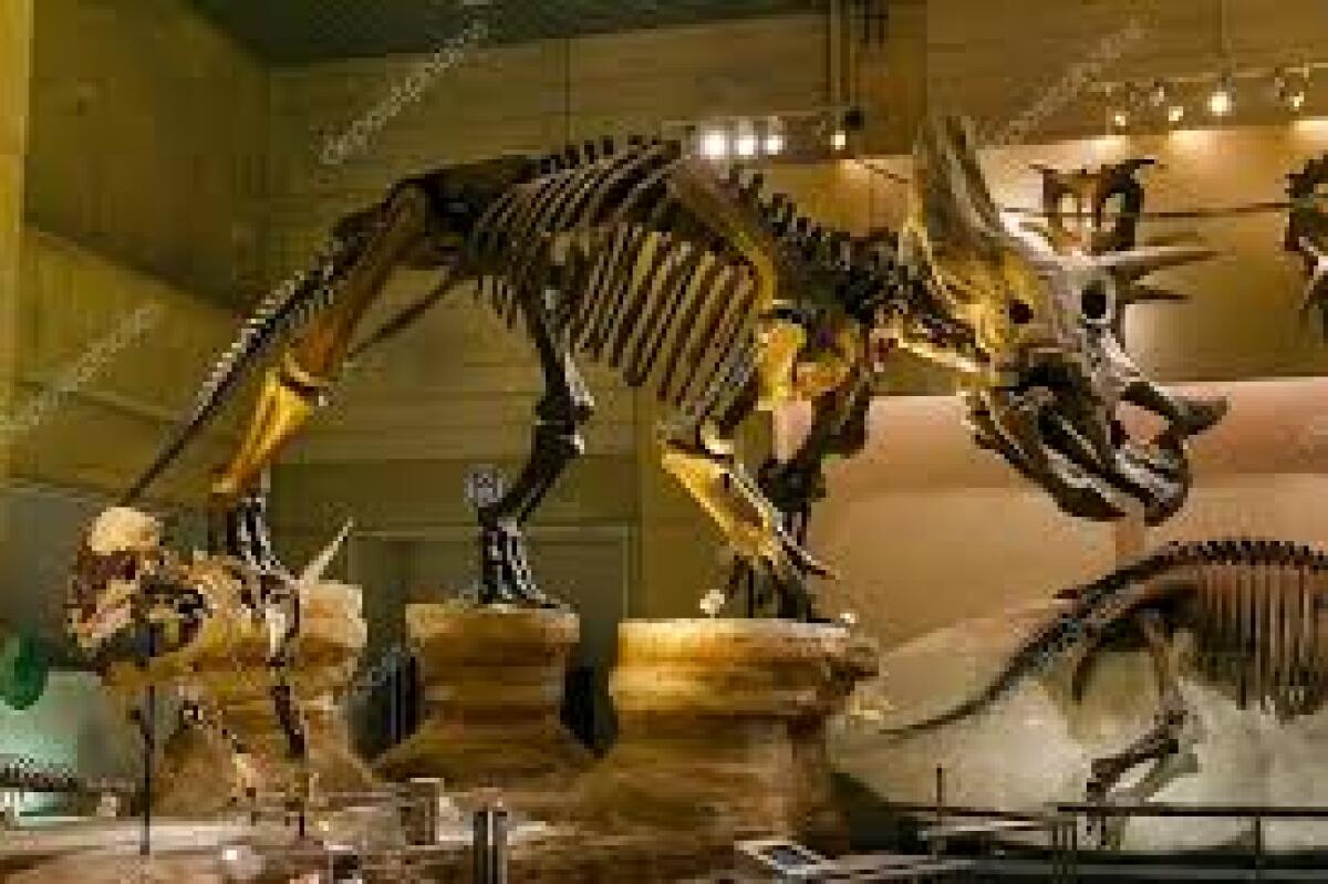 National Museum of Nature and Science
