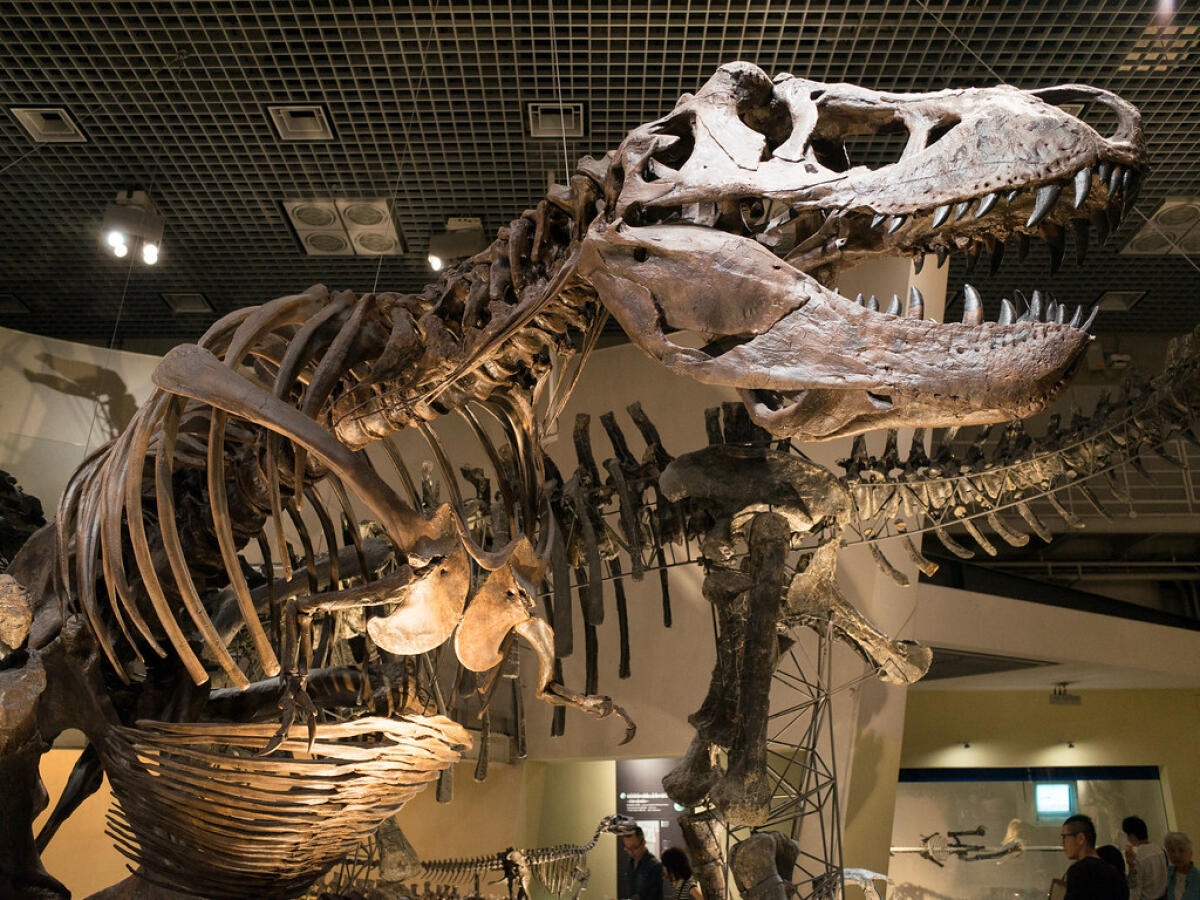 National Museum of Nature and Science