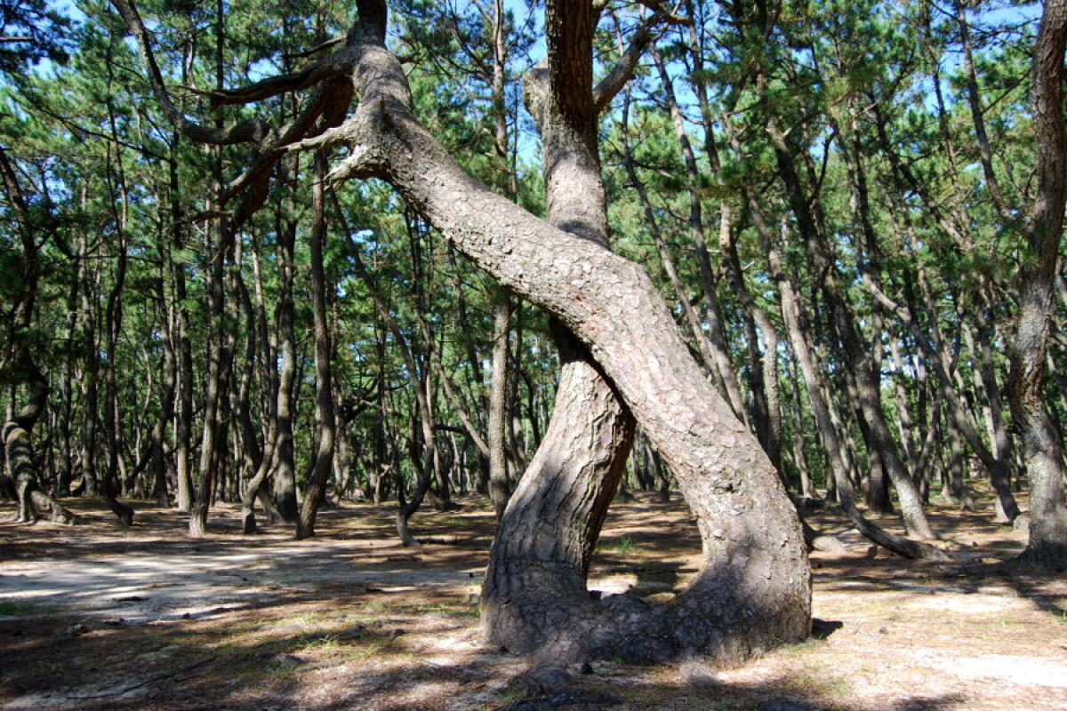 Niji no Matsubara Pine Grove