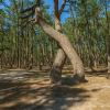 Niji no Matsubara Pine Grove