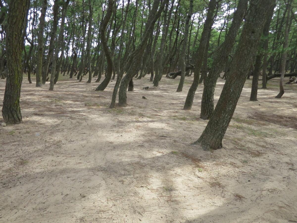 Niji no Matsubara Pine Grove