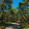 Niji no Matsubara Pine Grove