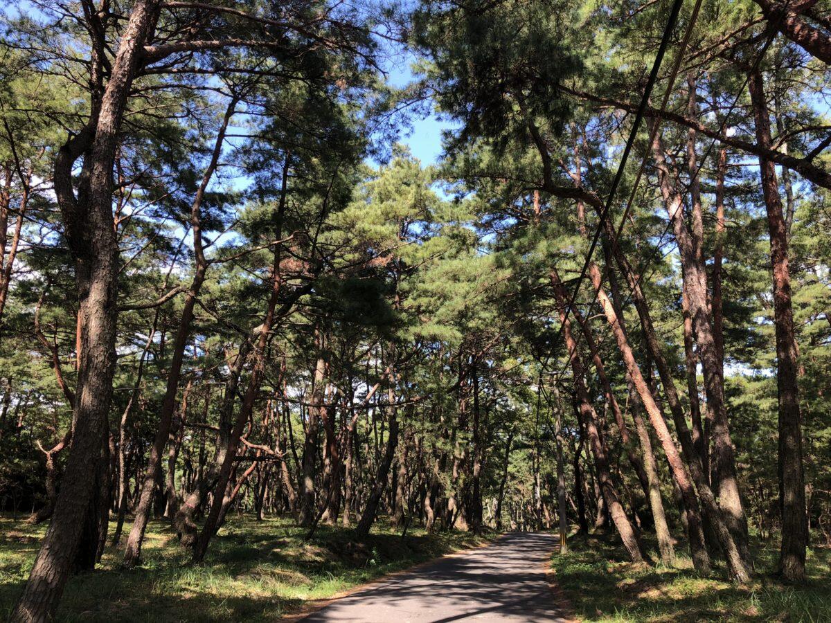 Niji no Matsubara Pine Grove