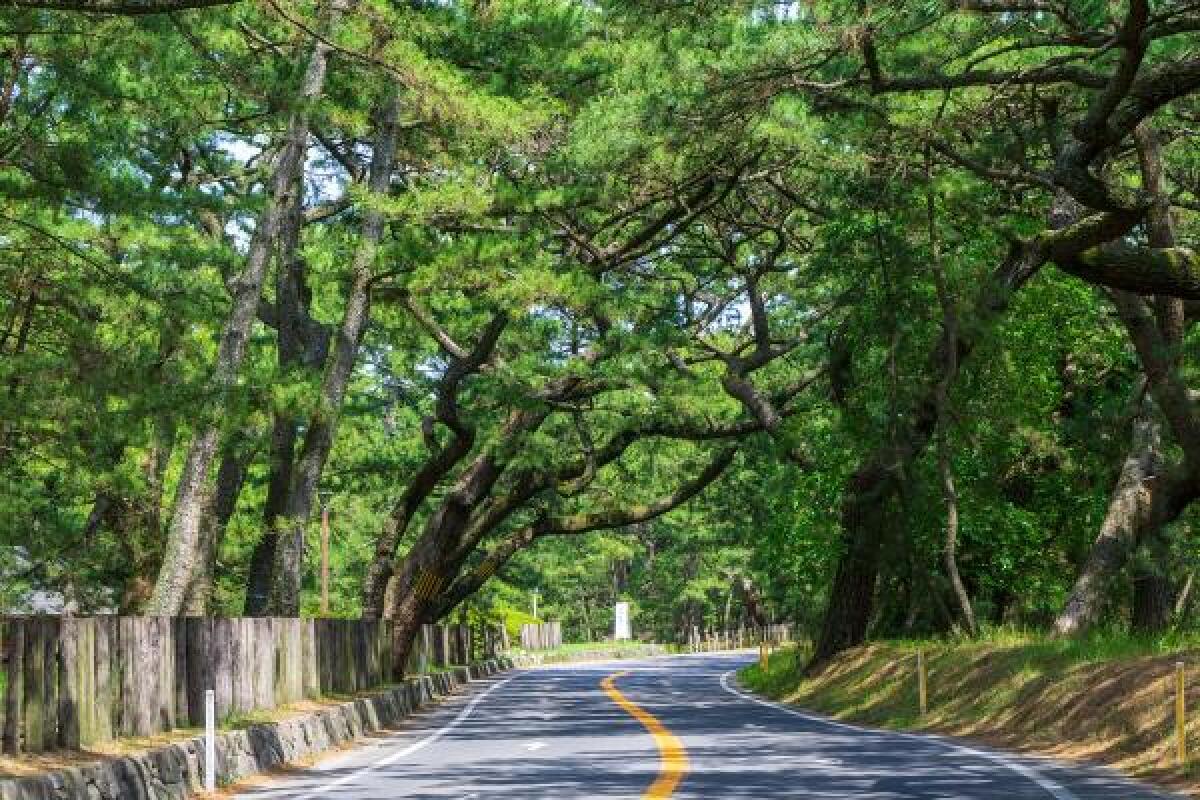 Niji no Matsubara Pine Grove