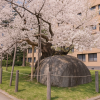 Rock-breaking Cherry Tree (Ishiwarizakura)