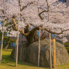Rock-breaking Cherry Tree (Ishiwarizakura)