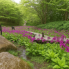 Rokko Alpine Botanical Garden