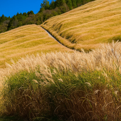 Sengokuhara Pampas Grass Field