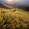 Sengokuhara Pampas Grass Field